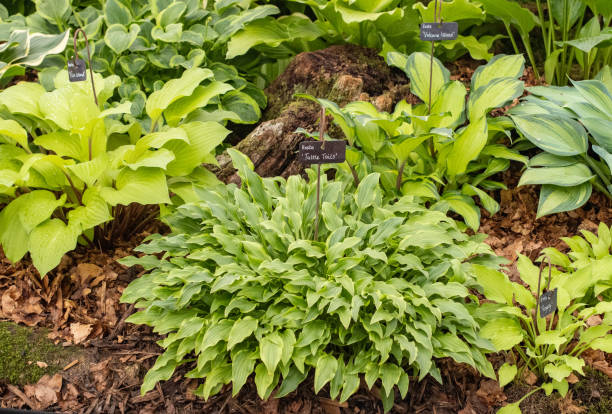 istock Hosta 'Tattle Tails' in London, England 1347671059