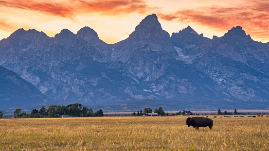 Lone bison against the grand teton range