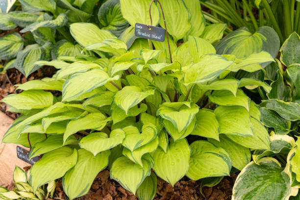 istock Hosta 'Paradise Island' in London, England 1347671659