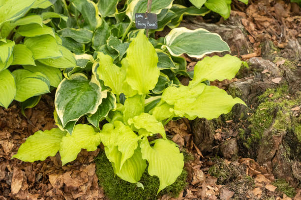 istock Hosta 'Funny Bones' in London, England 1347671660