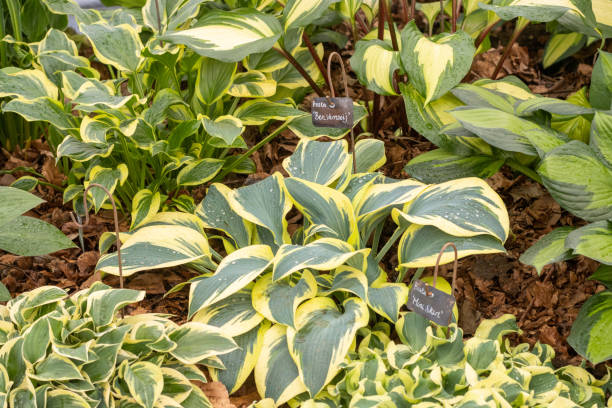 istock Hosta 'Ben Vernooij' in London, England 1347671787