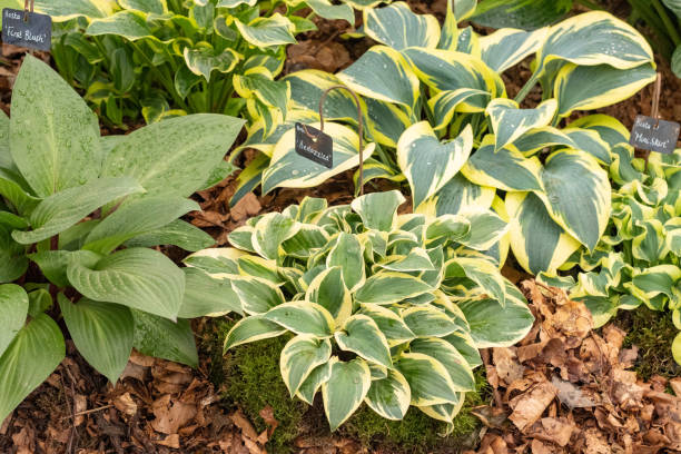 istock Hosta 'Bedazzled' in London, England 1347671823