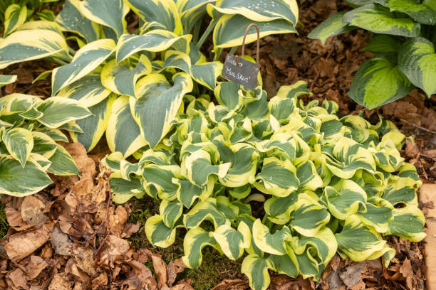 Hosta 'Mini Skirt' in London, England