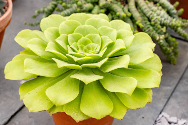istock Flat Topped Aeonium (Tabuliforme) in London, England 1347673601