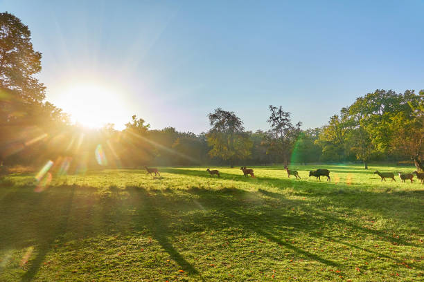 istock Peaceful meadow and grazing cows 1347674006