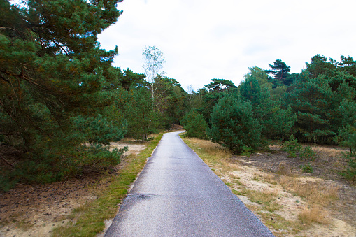 Bicycle path with trees in national park de hooge veluwe with open landscape Veluwe, Gelderland, Netherlands