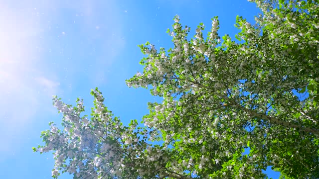 Poplar fluff falls from a tree against the backdrop of the bright sun and blue sky.