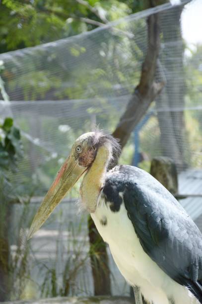 istock vulture in country farm 1347675428