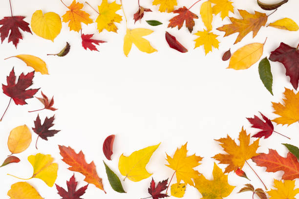 istock Colorful fallen leaves forming frame for promotion on white background, with copy space 1347676530