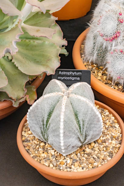 istock Bishop's Cap Cactus (Astrophytum Myriostigma) in London, England 1347676567