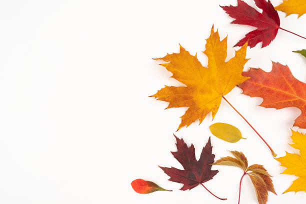 istock Autumn maple leaves isolated on white background with copy space for text 1347676895