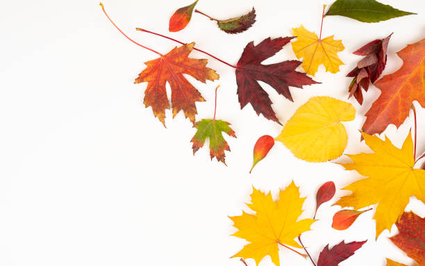 istock Autumn composition. Pattern made of autumn leaves. Flat lay, top view, copy space 1347677082