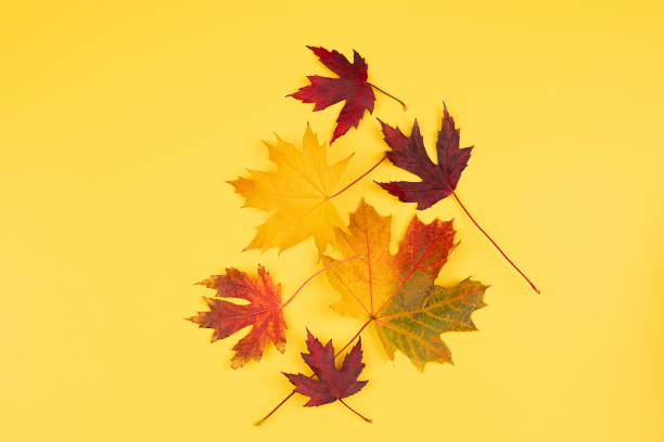 istock colorful autumn leaves isolated on a yellow colored backdrop 1347677662