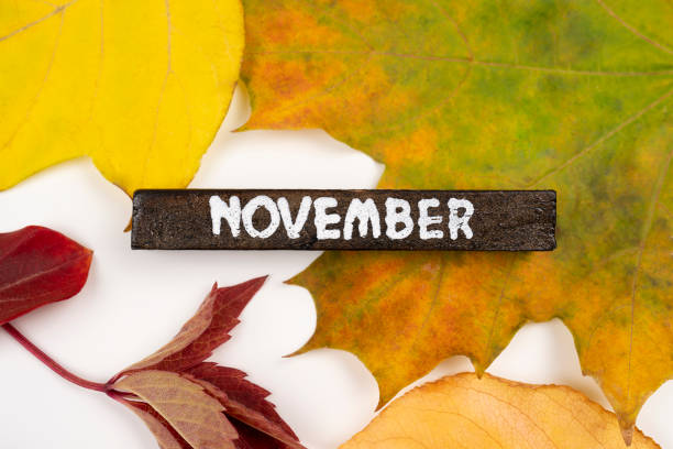 maple colored autumn falling leaves, isolated on white background. - single word love wood typescript imagens e fotografias de stock
