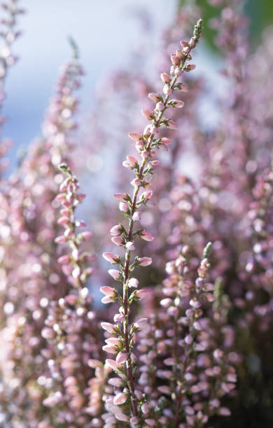 istock pink heather close-up, bokeh in the background 1347677795