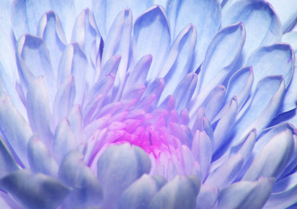 A vertical closeup of an Aster. Shallow focus.