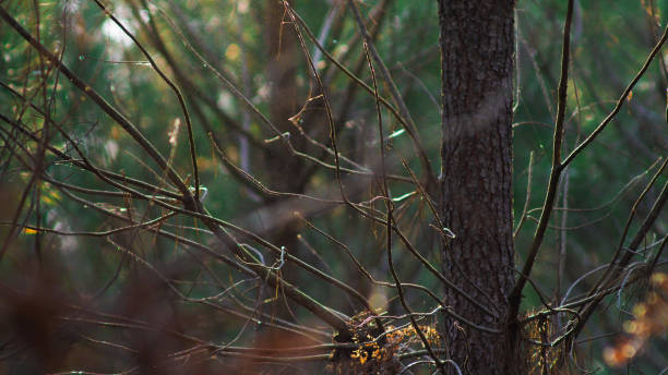 istock Forest of the Landes de Gascogne 1347678288