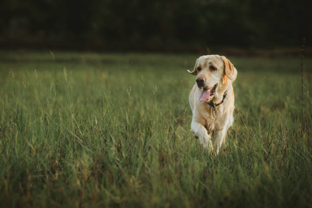 istock Happy Dog in the Field 1347679606