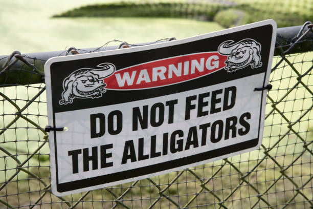 istock Wild Animals of Florida 1347680922