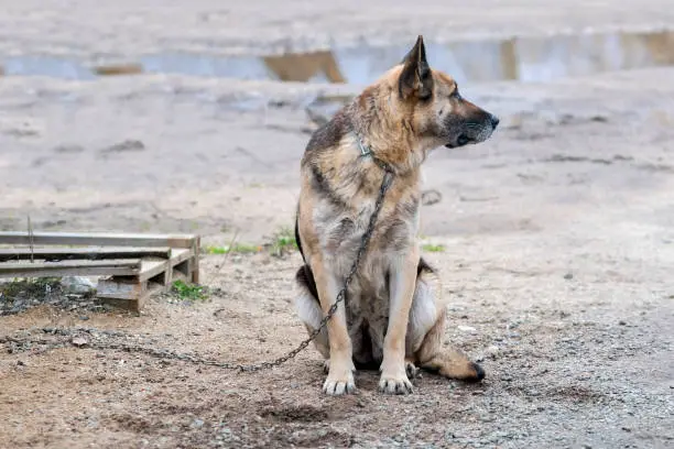 Photo of tethered shepherd dog