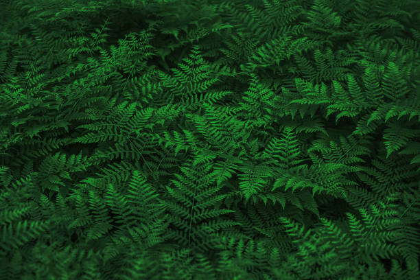 istock Abstract green leaf texture, fern nature background, dark tone 1347682637