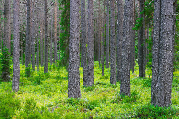 istock Beautiful green coniferous forest with thick moss on the floor, juniper, wild rosemary heather and blueberry. Coniferous forest vibrant in sunlight 1347682665