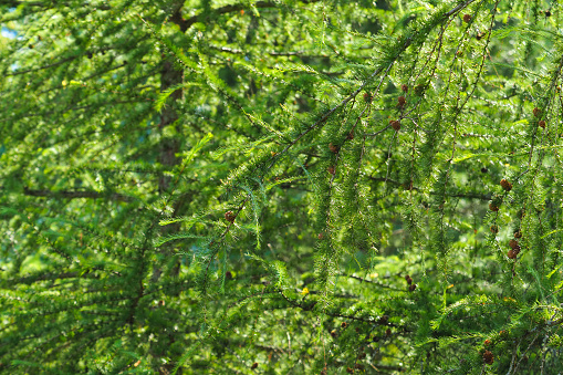 Fresh beautiful green leaves larix laricina aur tamarack, sunlight. Hackmatack, eastern larch
