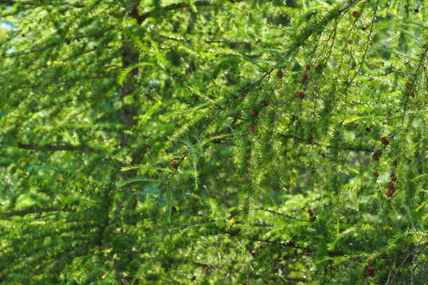 frescas lindas folhas verdes larix laricina aur tamarack, luz solar. hackmatack - lariço - fotografias e filmes do acervo