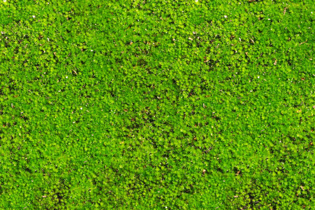 istock Green moss background, Barbula or Millimeter moss. Beautiful bright green moss and lichen covered stone, background textured in nature 1347682834