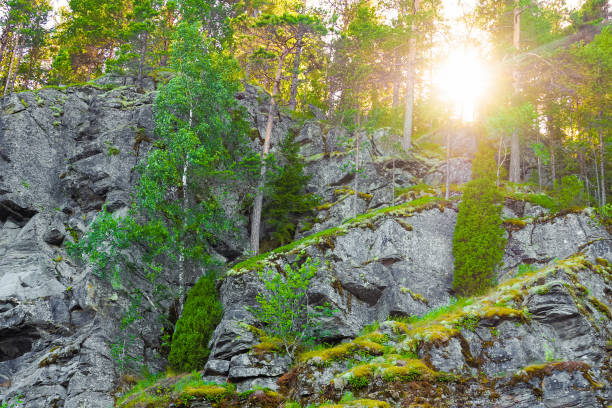 Summer northern rocky landscape, bottom view, sun rays shine through the branches and trunks of pine trees on the top of the rocks. Scandinavia