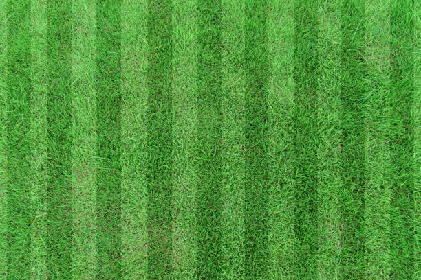 istock Top view stripe grass soccer field. Green lawn pattern background 1347683171
