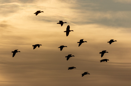 A flock of barnacle gooses (Branta leucopsis) flying against a sunset sky.