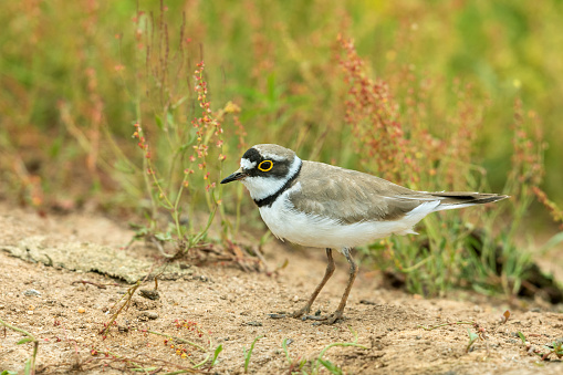 Little ringed plover (Charadrius dubius) standing on sand.