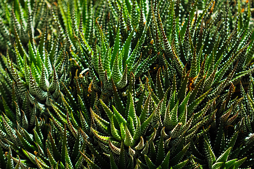 Haworthia fasciata background, amazing spiny plant. Natural floral background, rich vegetation of South Africa