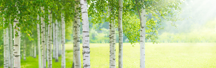 Summer birch forest, beautiful landscape. Birch tree forest, panoramic view