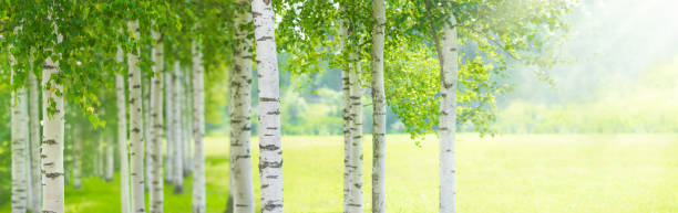 летний березовый лес, красивый пейзаж. березовый лес, панорамный вид - берёзовая роща фотографии стоковые фото и изображения