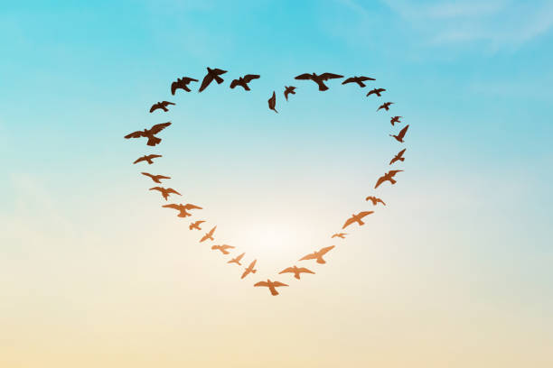 Silhouette of flying flock birds in shape heart against blue sky background. stock photo