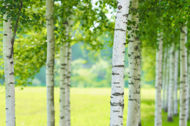 istock Birch forest in sunlight in the morning. Betula 1347683791