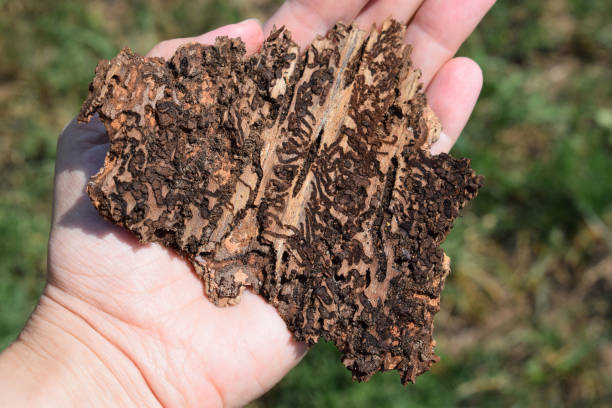 istock Woman holding tree bark with bark beetle traces 1347684062