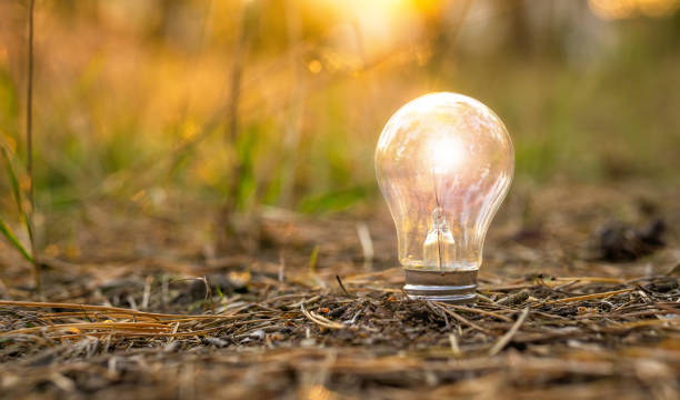 istock Clear lightbulb on land lit by the setting sun 1347684419
