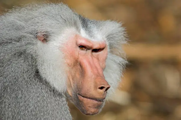 Head portrait of an aggressive baboon