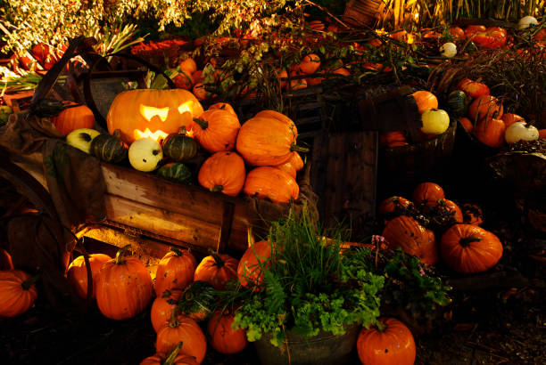 Pumpkin for Halloween loaded in a cart