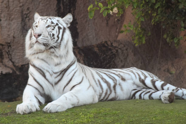 istock Black and White Striped Tiger 1347688287