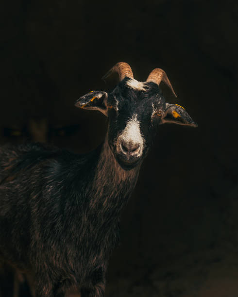 istock yellow horned goat staring at camera looking for food 1347688343