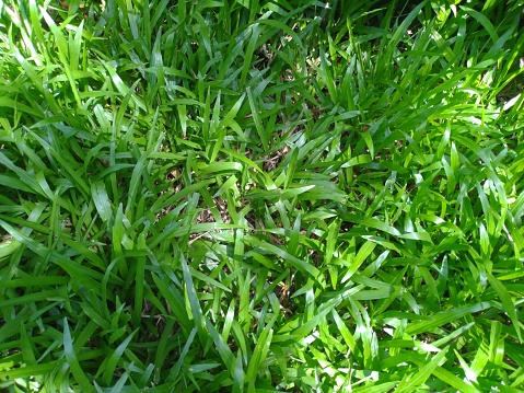 Green grass with soft sunlight