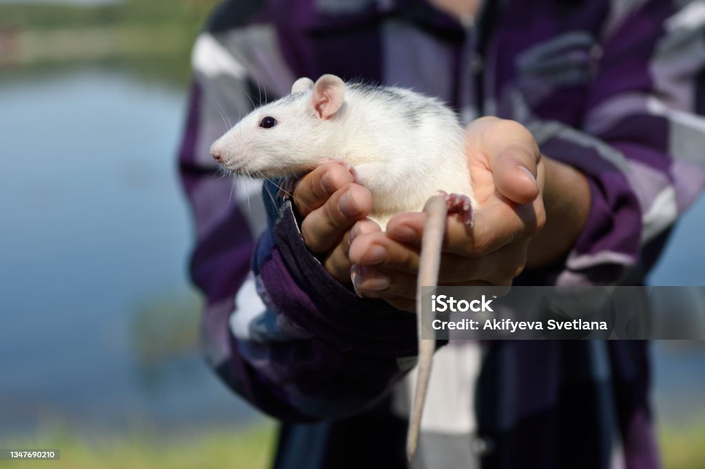 The pet rat dumbo sits on the hands of the hostess on a walk in the park on a sunny summer day. Portrait of a white pet rat on the hands of a man. The pet rat dumbo sits on the hands of the hostess on a walk in the park on a sunny summer day. Portrait of a white pet rat on the hands of a man. The symbol of 2032 Rat Stock Photo