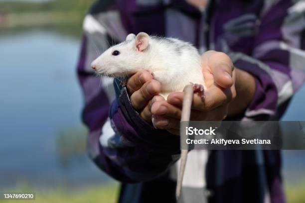 The Pet Rat Dumbo Sits On The Hands Of The Hostess On A Walk In The Park On A Sunny Summer Day Portrait Of A White Pet Rat On The Hands Of A Man Stock Photo - Download Image Now