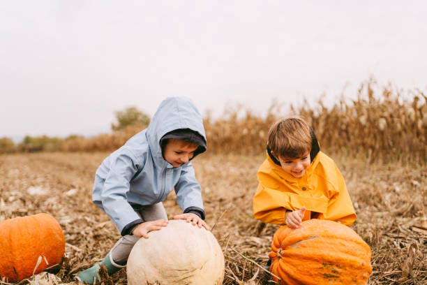 istock Little boys picking pumpkins on a pumpkin patch 1347692715