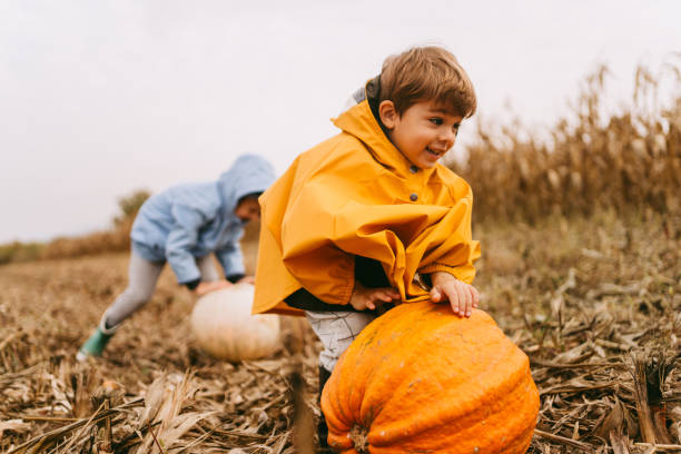 istock Little boys picking pumpkins on a pumpkin patch 1347692742