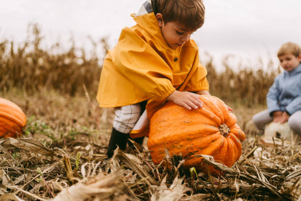istock Little boys picking pumpkins on a pumpkin patch 1347692774